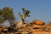 09 - Mapungubwe NP (5)